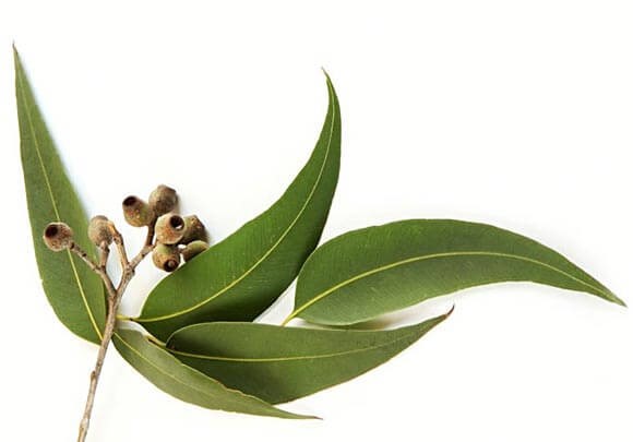 Eukaliptusz Főnix aromaillat 10ml