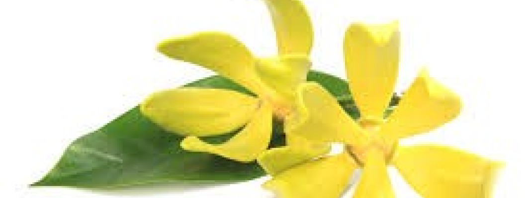 Ylang-ylang Ylang-ylang