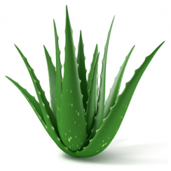 Aloe vera illatesszencia 10ml