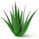 Aloe vera aromaillat, Főnix 10ml