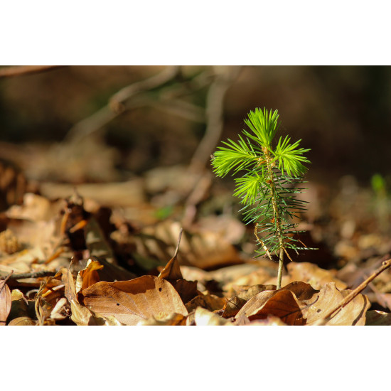 Lábonszáradt fenyő Osmia szaunaillat 50 ml