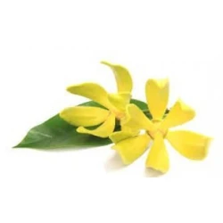Ylan Ylang illóolaj, AromArt 10ml