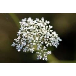 Cickafark Aromax illóolaj 2ml
