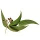Eukaliptusz Főnix aromaillat 10ml