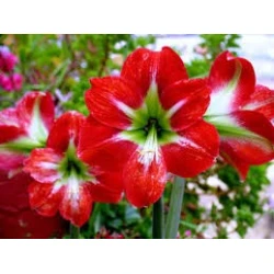 Amarillis aromaillat, Főnix 10ml