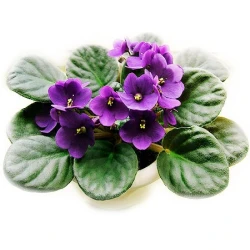 Ibolya  aromaillat, Főnix 10ml