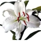 Liliom aromaolaj
