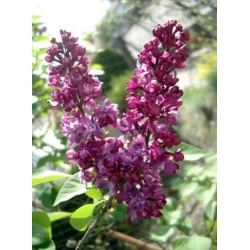 Orgona aromaillat, Főnix 10ml