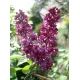 Orgona aromaillat, Főnix 10ml
