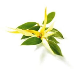 Ylang-ylang aromaolaj, Főnix 10 ml