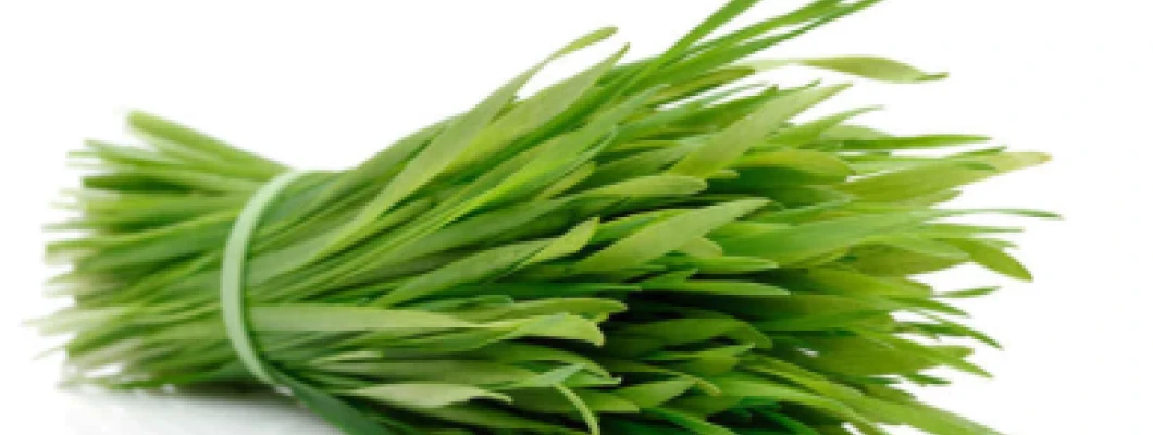 Vetiver