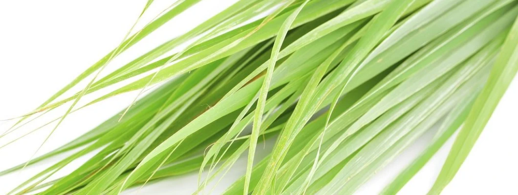 Citronella