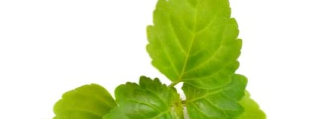 Pacsuli