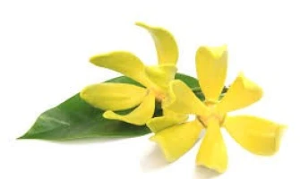 Ylang-ylang