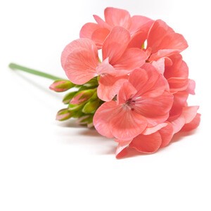 Geránium Főnix aromaillat 10ml