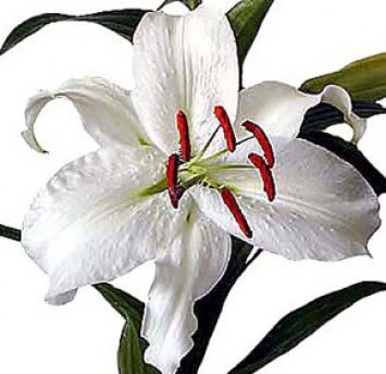 Liliom aromaolaj