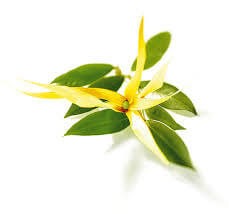 Ylang-ylang 10ml